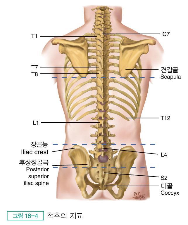 척추 척추 Vertebrae 33 개의뼈 7 개의경추, 12 개의흉추 5 개의요추 5 개의천골 3 개또는 4 개의미골 제 7 경추와제