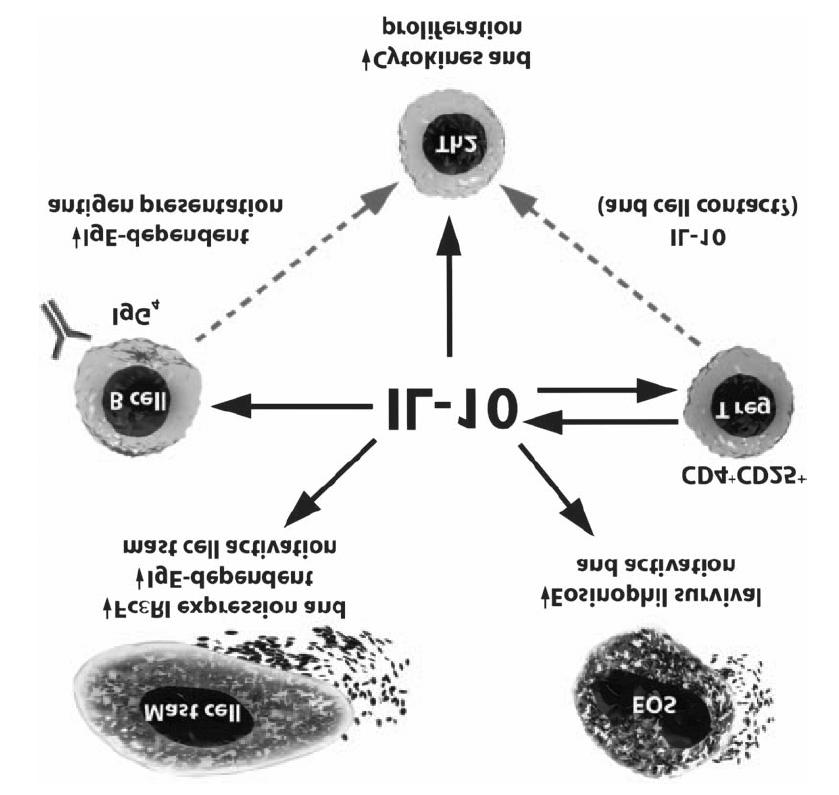 Antigen Presenting Cell CD4 CD25 IL-10 TGF- IgE IgG4 IgA IT IL-4 Allergic Response IT IL-5 Fig. 2. Summary of the effects of immunotherapy on T-cell responses.