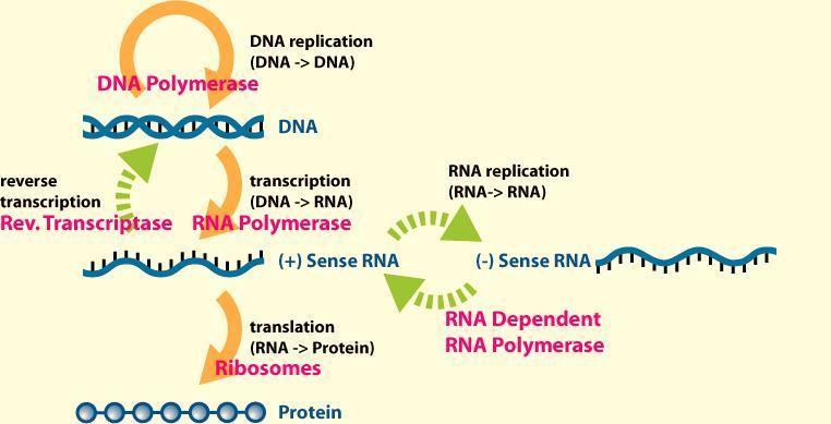 Central Dogma ( 분자생물학의중심원리 ) RNA DNA General Special (Virus) by Francis Crick in 1958 General Special Unknown