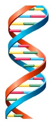 DNA Reverse Transcription (cdna synthesis) 1.