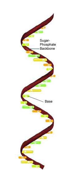 왜 cdna를합성하여연구하는가? - RNA는 DNA에비하여불안정하다.
