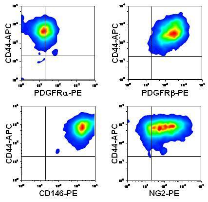 당뇨성망막손상치료제개발 Perivascular Progenitor Cell (PVPC) Concept of PeriVascular Progenitor Cell multipotent MSC-like cell mesodermal multipotent cell, perivascular cell, vascular MSC Expression of PVPC