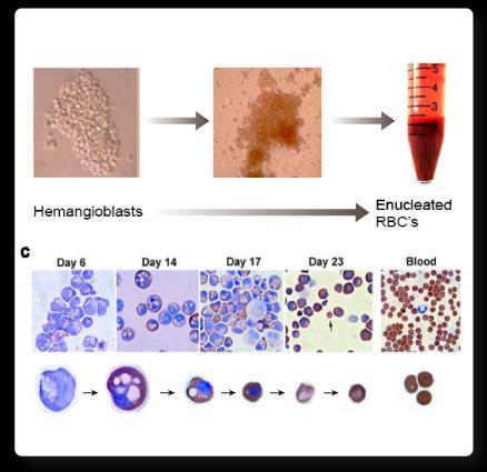 읶공혈액 : 적혈구 (Red Blood Cell) hesc-hemangioblast: RBC Production Can be differentiated into Blood cells and Angiogenic cells First report to generate functional RBC and
