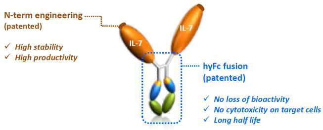 2. HyLeukin-7 hyfc 기술을바탕으로 반감기를늘린 HyLeukin-7 제넥신의 HyLeukin-7 은 IL-7 을자체개발지속형플랫폼기술인 hyfc 를결합시켜개발한지속형 IL-7 제제이다. 앞서언급했듯이, 자연분비되는 IL-7 는농도및분비량이매우적어반감기가매우짧았으나, hyfc 를통해이부분을개선시켜신약후보물질로개발한것이다.