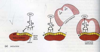 첫단계 (initiation): 작은 ribosomal subunit 가 mrna 의 5 end 에부착.