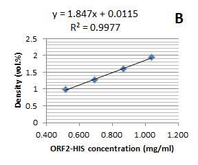 그림 17 표 3 A ORF2-HIS ORF2 세포파쇄액 Loading (µl) 0.5 1 1.5 2 2.5 3 0.025 0.05 0.1 0.25 0.5 Sample (µl) 0.375 0.750 1.125 1.500 1.875 2.250 0.01875 0.0375 0.075 0.1875 0.375 Protein concentration (mg/ml) 0.