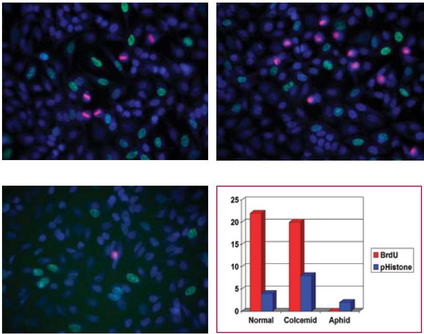 Live cell imaging with kinetics 세포생물학 tool 에있어서가장많이응용되는유세포분석기 (Flow