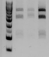 Genomic DNA Targeting vector BamHI/XhoI cut BamHI RI KpnI XhoI RI XhoI RI 1 2 3 4 probe 4.