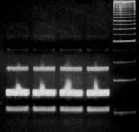 formation PCR amplification and