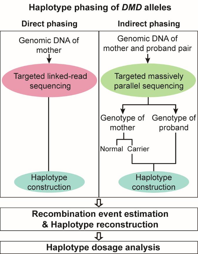 Figure 1-1. Comparison of direct haplotype phasing and indirect haplotype phasing.