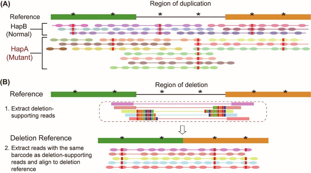 Figure 1-3. Haplotype phasing of copy number variations. Each oval represents a read, and the colors depict reads from the same gem.