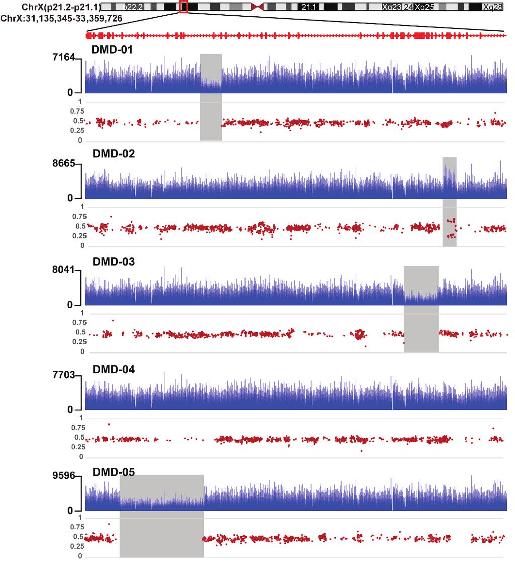 Figure 1-4. Coverage and allele frequency plots of maternal genomic DNA. The red vertical bars in the graph at the top represent the 79 exons in the DMD gene.