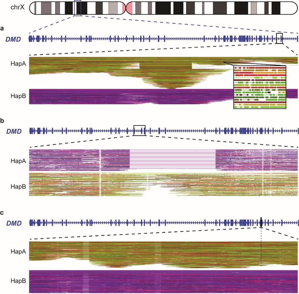 Figure 1-5. Visualization of linked-reads in each haplotype according to different types of variations.