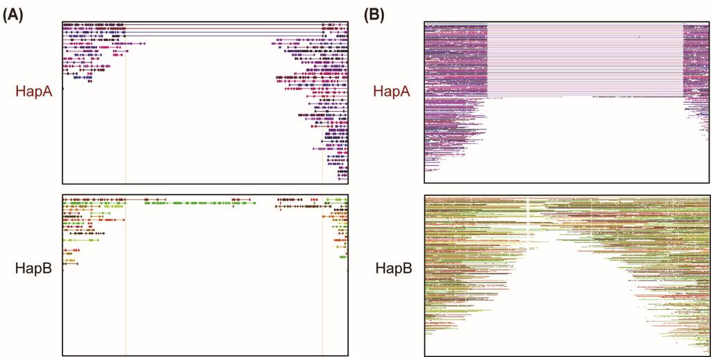 Figure 1-6. Phasing results of deletion region.