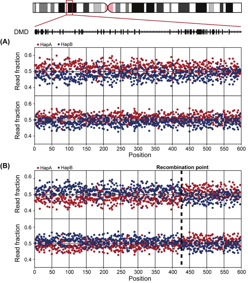 Figure 1-10. Recombination detection and haplotype reconstruction in DMD-02. (A) Read fraction distribution of two haplotypes using direct phasing.