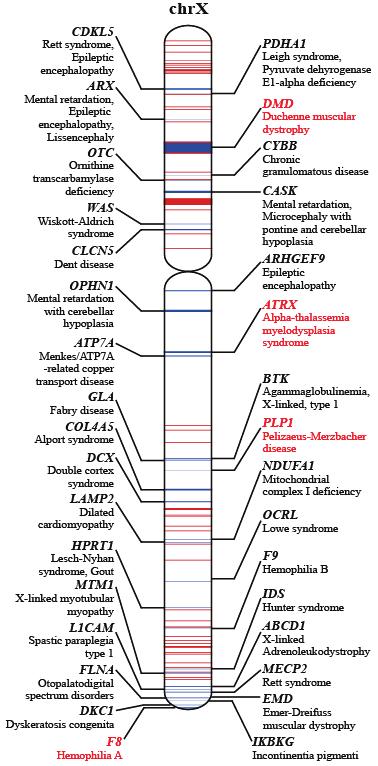 Figure 2-1. Genes and recombination hotspots included in the probe for the noninvasive prenatal diagnosis of 33 monogenic X- linked diseases. The diseases and their causal genes are listed.