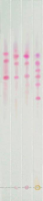 a b c d e f g h i j k Fig. 6. Thin layer chromatograms of standard solution of flavonoid color.