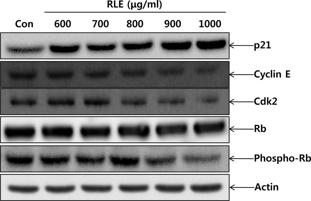 Inhibitory Effect of Adipocyte Differentiation by Rosae laevigata Fructus 95 Fig. 6.