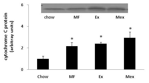 그러나두가지처치를병행한경우부가적인영향은나타나지않았다 (Fig. 6a-d). Fig 4a. Changes of fasting plasma glucose. Fig 6a. Changes of citrate synthase protein level. * significantly different from Chow (p<.05) Fig 4b.