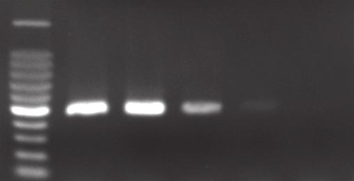 558 김태옥ㆍ박권삼 (12,000 rpm, 2 min). 0.2 ml 98 5 H-NS PCR assay DNA. H-NS (most probable number, MPN) 100 ml 100 g. PCR assay 조건 EmeraldAmp GT PCR Master Mix (Takara, Japan). hns toxr 2.0 pmol, 50 µl.