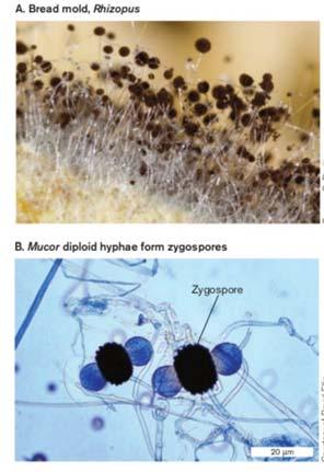 [ 그림 17-8 비운동성포자낭을형성하는접합균류 ]. Rhizopus ( 빵곰팡이 ) 반수체포자낭은포자낭포자를함유.