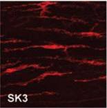 최근의연구에서 SK3 channel은 apamin ( 벌독소 ) 에의해차단되는위장관의 purinergic inhibitory junction potentials (IJPs) 로알려져있다 [22,23].