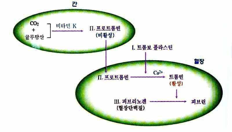 일반의약품 비타민 K 의진면목 (2) 저자김성철영남대임상약학대학원겸임교수약학정보원학술자문위원 개요 현재약국임상에서지용성비타민의일종인비타민 K 제제는전부전문의약품으로인식되어있으며, 일부종합비타민제제에함유되어있어도비타민 K의효능과새로이연구되고있는적응증에대해서는관심도가떨어진것은주지의사실이다.