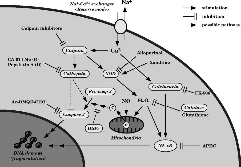 7 Fig. 3. Possible signal pathways for Ca2+ reperfusion-induced apoptosis in astrocytes.