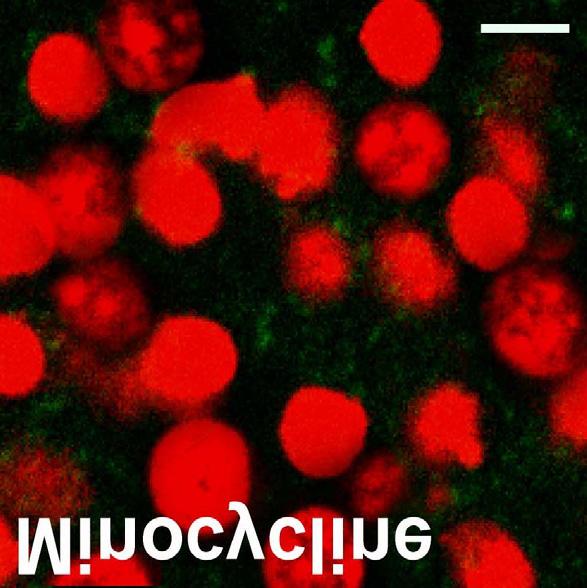 43; vehicle-treated, 4 h, 57.48±3.16; 24 h, 85.39 ±4.98; minocycline-treated, 4 h, 34.91±3.98 ; 24 h, 56.54±4.16 ; t-test, p<.1, p<.1)(figure 3B).