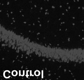 4 Relative functional unit (RFU) 4 3 2 1 NS Relative optical density 1.2 1..8.6.4.2 C z-vad.fmk Caspase 3 activity. z-vad.fmk DNA fragmentation Figure 3.