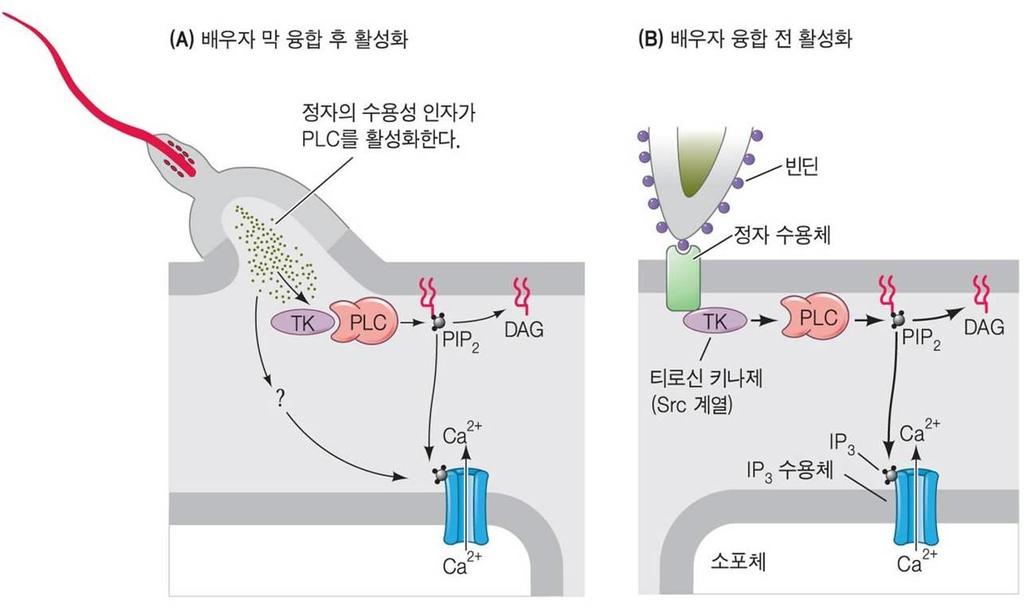 성게알의물질대사활성화세포내칼슘이온방출 핵과는상관없이세포질에서일어남 난자에유입된정자의수용성물질이세포의이온조성을변화시켜알을활성화 ( 포유류에서는일어나지않는것으로추정 ) 난자의세포질에서 IP 3