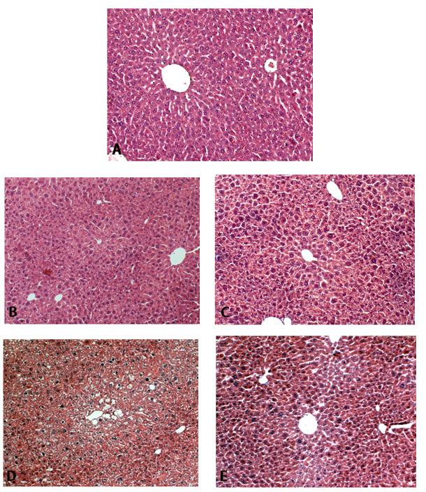 야관문 (Lespedeza Caneata) Ethanol 추출물이납투여한생쥐의간장과콩팥에미치는영향 Fig. 4.