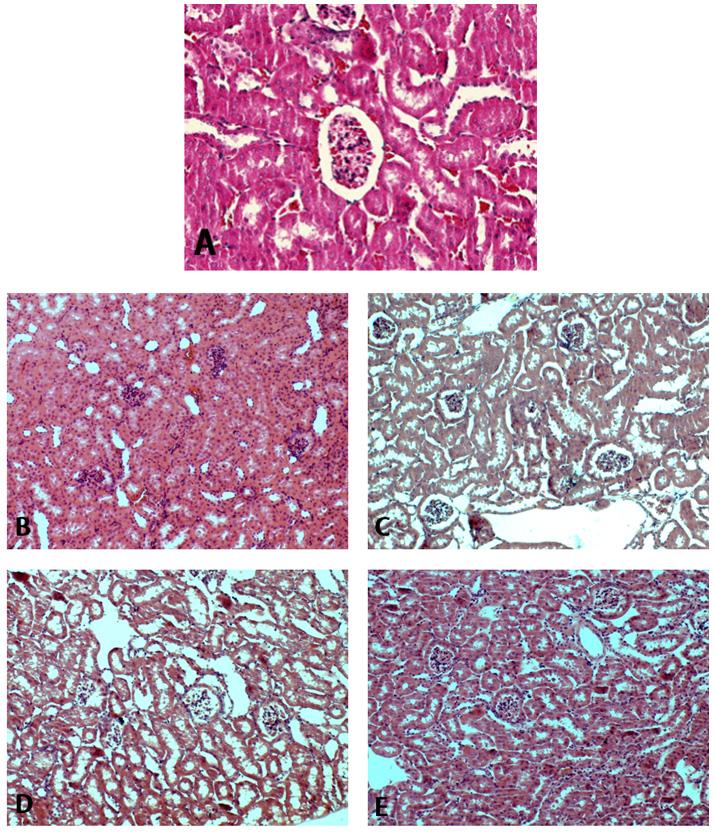 Lespedeza Caneata extract treatment for 4 week, D: Pb treatment for 8 week, E: Pb and Lespedeza Caneata extract treatment for 8 week. Fig. 5.