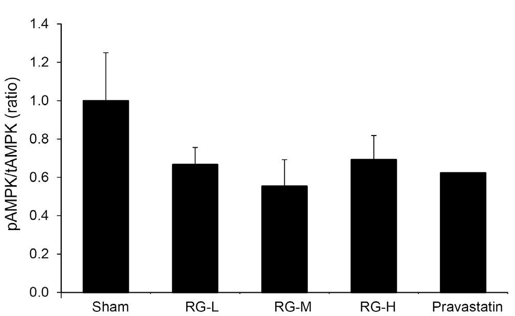 All values are expressed as mean±se (n=6). Fig. 7. Glutathione peroxidase (GPx) activity was analyzed in the liver tissue.