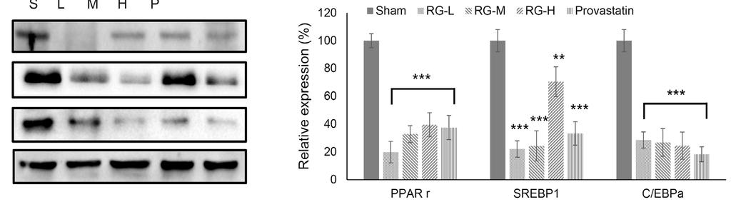 홍삼에의한고지혈증개선 917 A Sham RG-L RG-M RG-H Pravastatin B Pravastatin PPARγ SREBP-1 C/EBPα β-actin PPARγ SREBP-1 C/EBPα D C Sham RG-L RG-M RG-H Pravastatin pampk tampk Fig. 8.