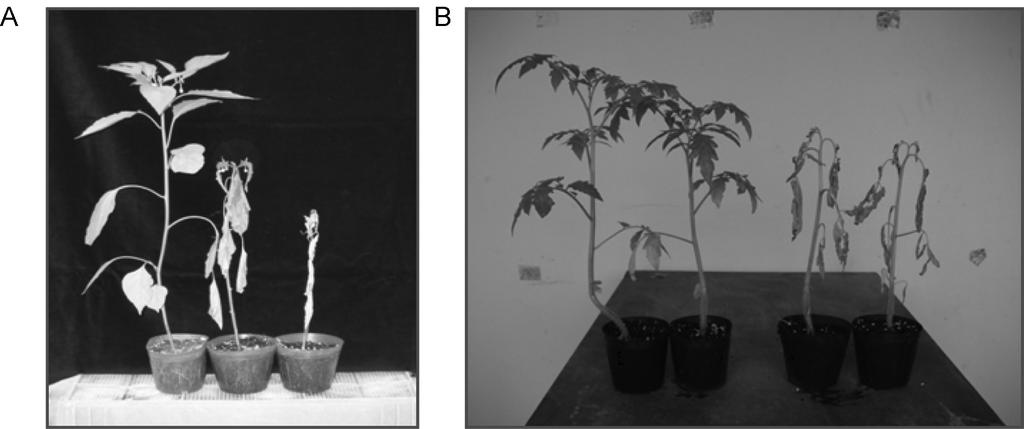 고추에서분리된 Ralstonia solanacearum 계통의생리, 생화학및유전적특성 269 Biovar 3은 17개균주 (27%) 였으나 biovar 4는 46개균주 (73%) 로 biovar 4가우점계통이었다 (Table 3).