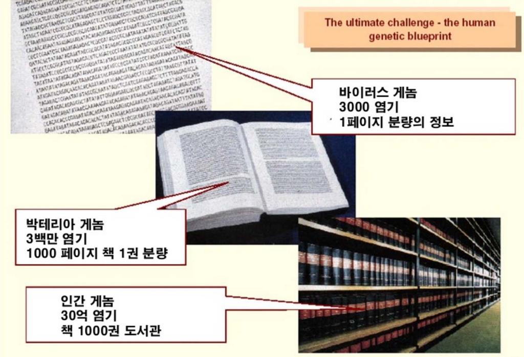 무엇이사람을다르게하는가? Genome( 게놈 ) 의차이가각각의사람을다르게만든다! Genome( 게놈 = 유전체 ) 이란? 유전체 ( 遺傳體 ) 는한개체가갖는유전정보 ( 유전자 =gene) 의총합이다.