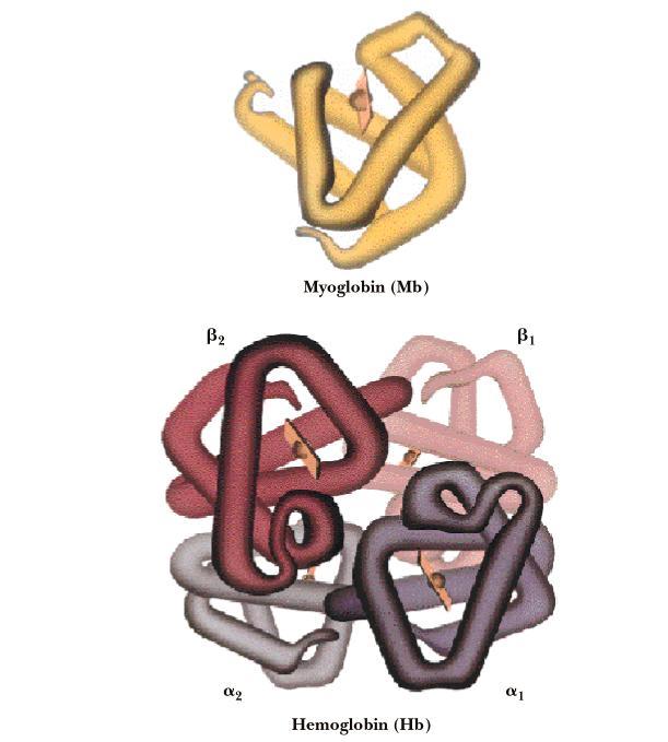 효소는아니지만 allosteric 조절의예 :Hemoglobin Myoglobin :monomer.