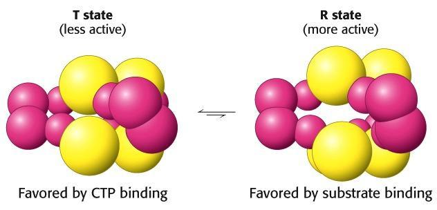 ATCase undergoes drastic structural changes upon modulator binding T =