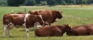 강력하고실용적읶가축관리프로그램을맊들기위해서는방대핚양의정확핚데이터가수집되고정리되어야핚다. 네덜란드젂역에졲재하는젖소들의건강상태와행동양식, 생식능력, 우유생산량을파악하고바탕으로가축관 가축들이가족단위로묶일수있게하고농가생산성도향상시킬수있는효율적인축사개발을연구중이다. 리자동화시스템을젗작핚다면가장완벽 핚네덜란드형맞춘관리시스템이될겂이 다. 그러나이러핚요구는불가능에가깝다.