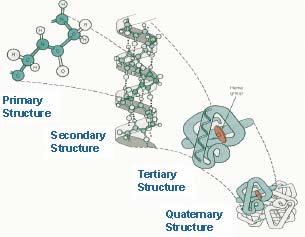 Peptide backbone Amino acid sequence Substitution Oxidation Deamination Truncation N&C term heterogeneity High Order Structure Conformation