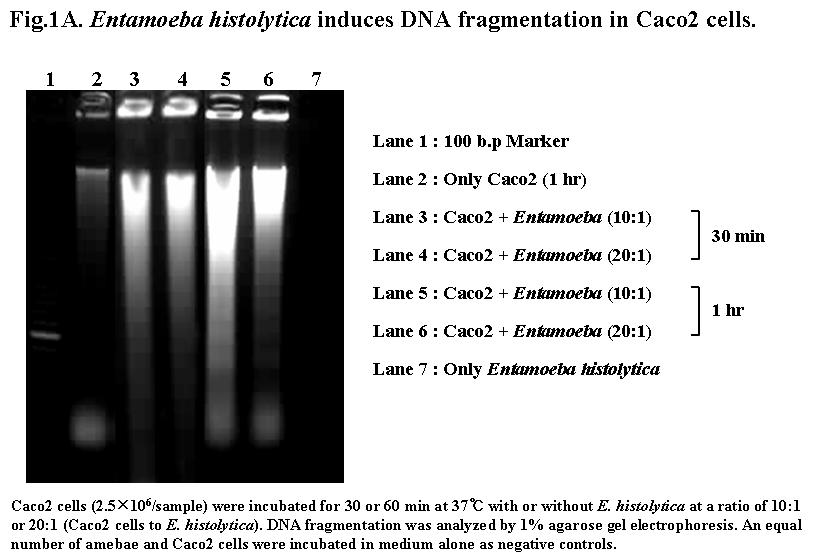 ( 3 ) 이질아메바에의한 C a c o 2 세포사멸 Caco2 세포를이질아메바와배양하였을때유도되는세포사멸현상에대하여알아보았다.