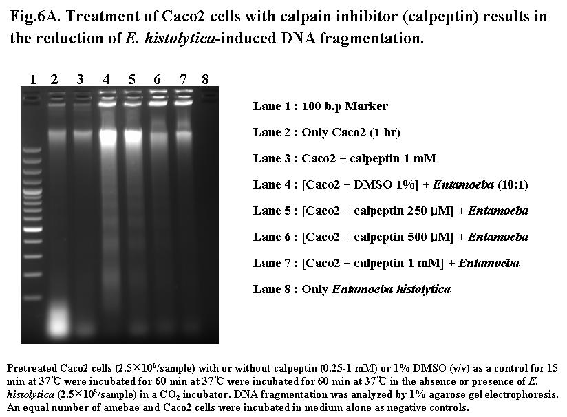 세포를이질아메바첨가전 pan-caspase 억제제또는 calpain 억제제로전처치하였다.