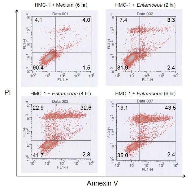 ( 9 ) 이질아메바에의한비만세포주사멸에관여하는신호전달물질 HMC-1세포를이질아메바없이배지에만배양시켰을경우 6시간경과시 Annexin V (+) 세포 5.5%, PI (+) 세포 8.1% 인데비해이질아메바와함께배양시켰을경우 2시간, 4시간, 6시간경과시시간에비례하여 Annexin V (+) 세포의경우각각 10.7%, 35.4%, 45.