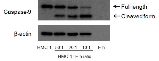 이질아메바에의한 HMC-1 세포의 caspase-9 활성화유도