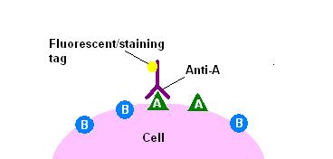 Immunofluorescence/staining 