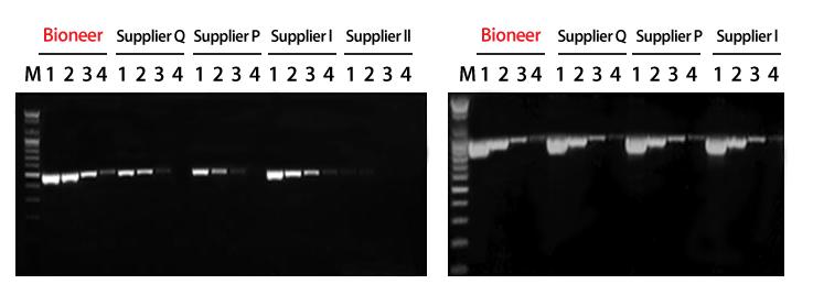 AccuPower RocketScript RT-PCR PreMix 복잡한 2 차구조 RNA 의 One-step RT-PCR AccuPower RocketScript RT-PCR PreMix 는바이오니아가개발한 Thermostable RTase(RocketScript Reverse Transcriptase) 와 Top DNA polymerase, dntp,