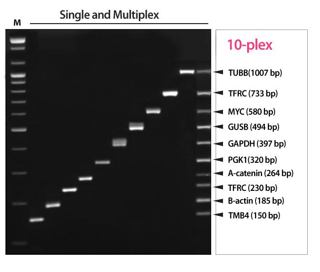 AccuPower RocketPlex RT-PCR PreMix 한튜브에서한반응으로여러타겟을동시검출, multiplex RT PCR AccuPower RocketPlex RT-PCR PreMix 는하나의 tube 내에서 두개이상의 target gene 의 cdna 합성과 PCR 을연속적으로수행할수있도록고안된제품입니다.