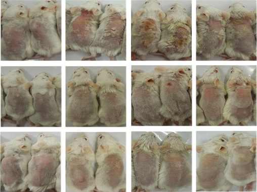 Y. S. Lee et al 35 시료처치전과실험종료후의마우스의경피수분손실량을측정하기위해 tewameter를이용하여동일한등부위에 10회반복하여비침습방법으로측정후평균값을구한다음군간비교, 분석하였다. 7.