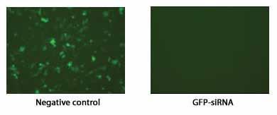 AccuTarget Control sirnas Description AccuTarget TM Positive Control sirna는 target gene에대하여높은효율의 knockdown 효과를나타냅니다 (Figure 4, 5 & 6).